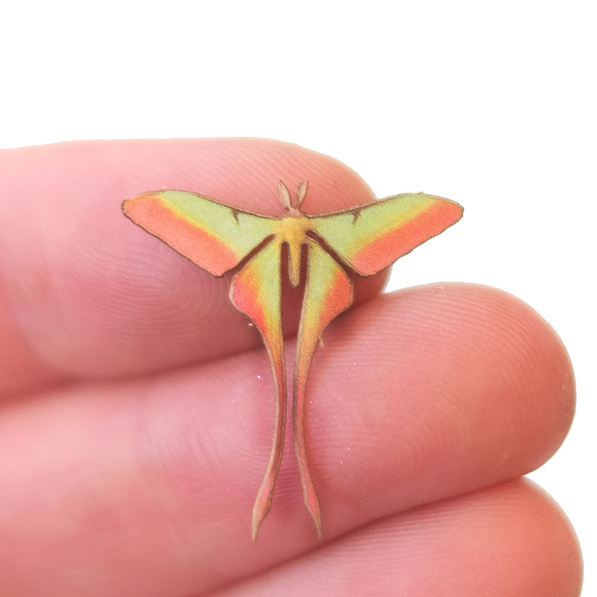 'Micro Male Chinese Moon' Moth