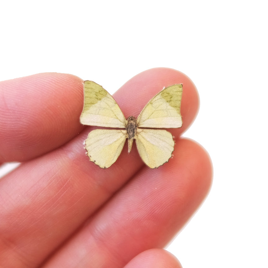 'Micro Common Green Charaxes' Butterfly