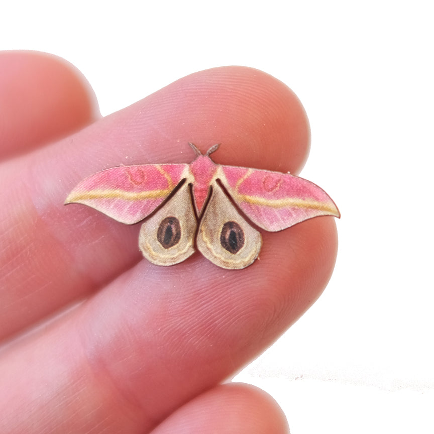 'Micro Dognin's Pink Bullseye' Moth