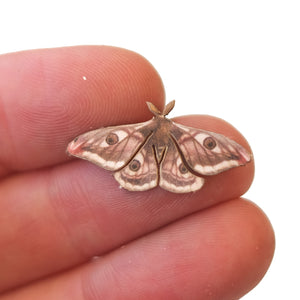 'Micro Emperor' Moth