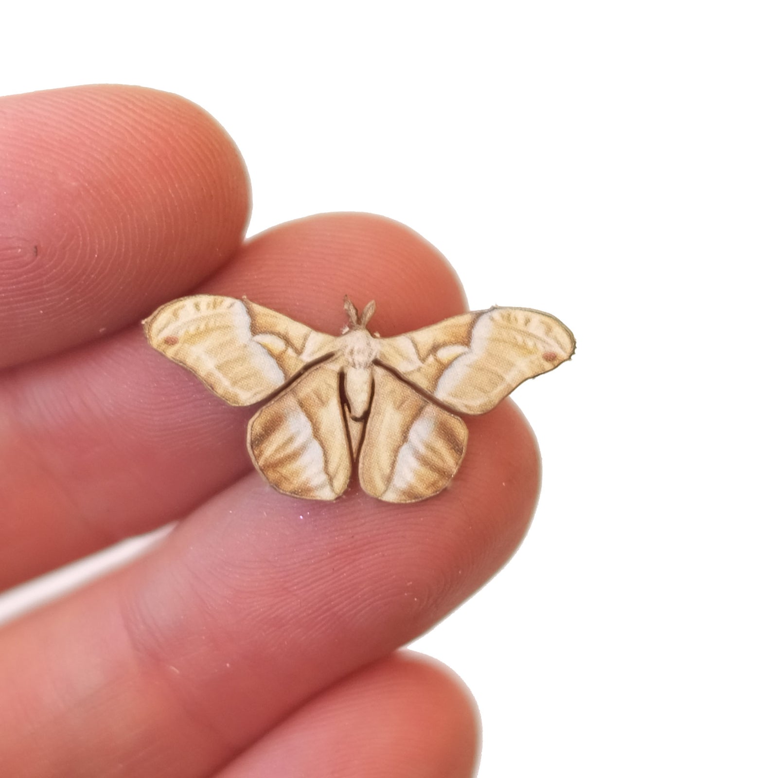 'Micro Faded Attacus' Moth