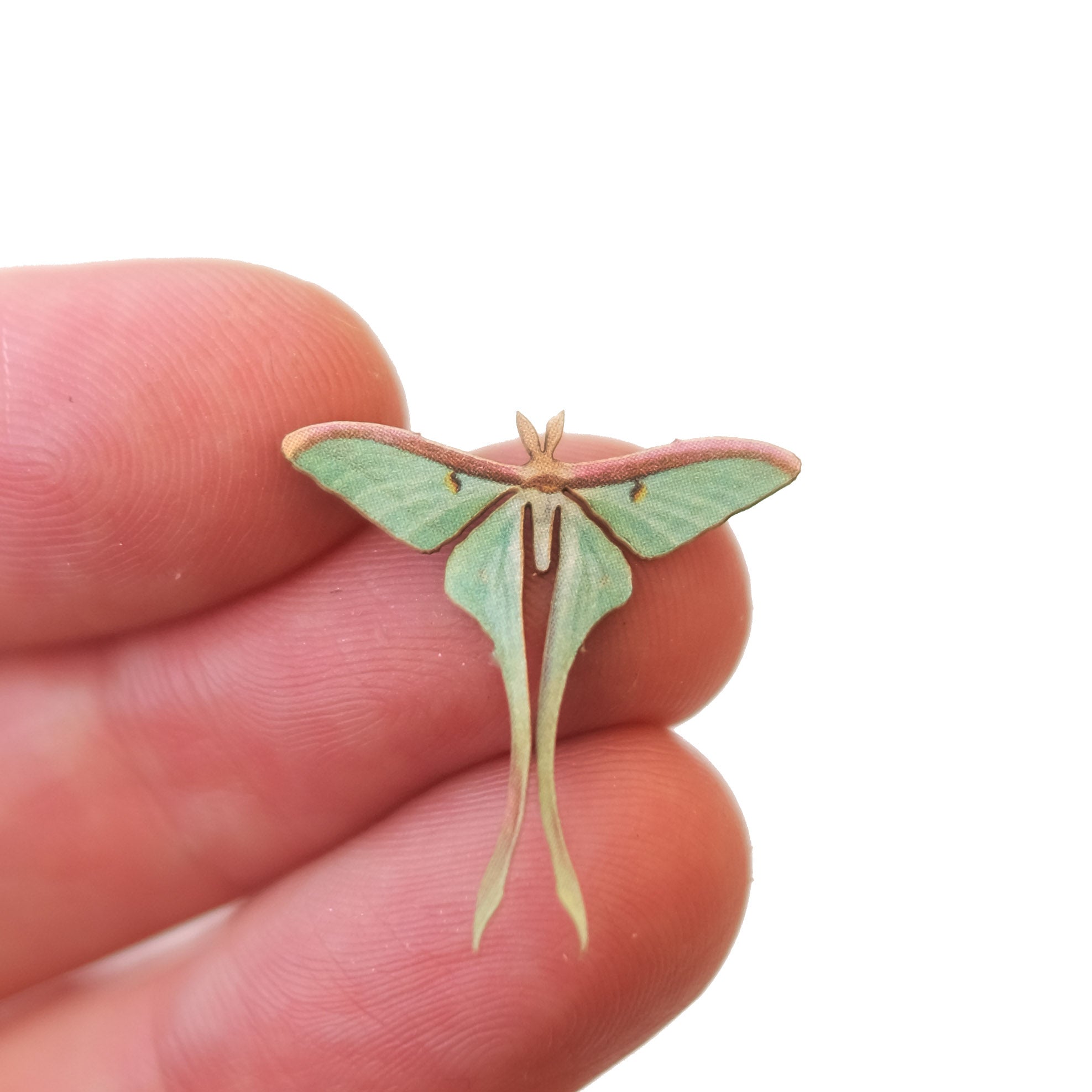 'Micro Female Chinese Moon' Moth