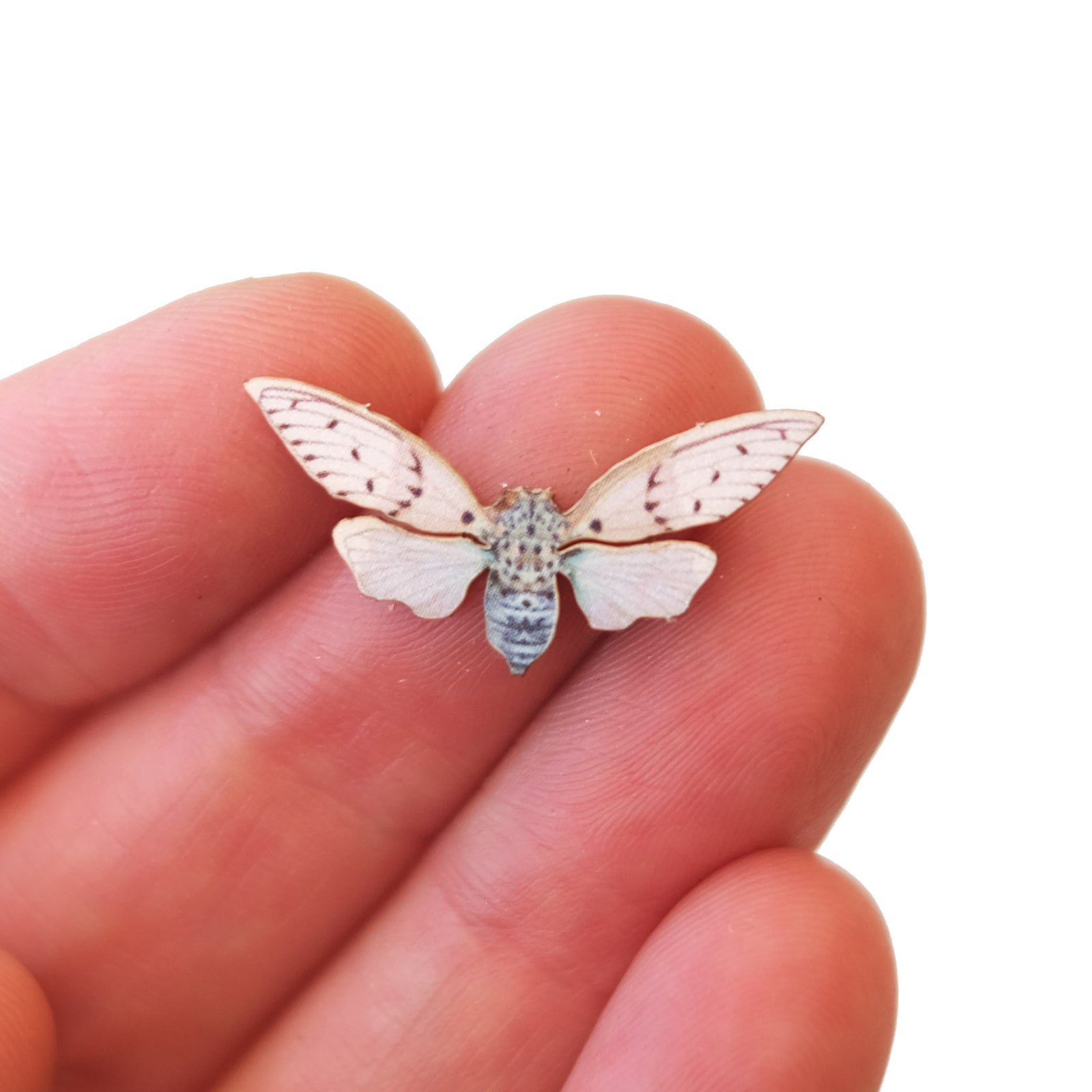 'Micro Ghost' Cicada