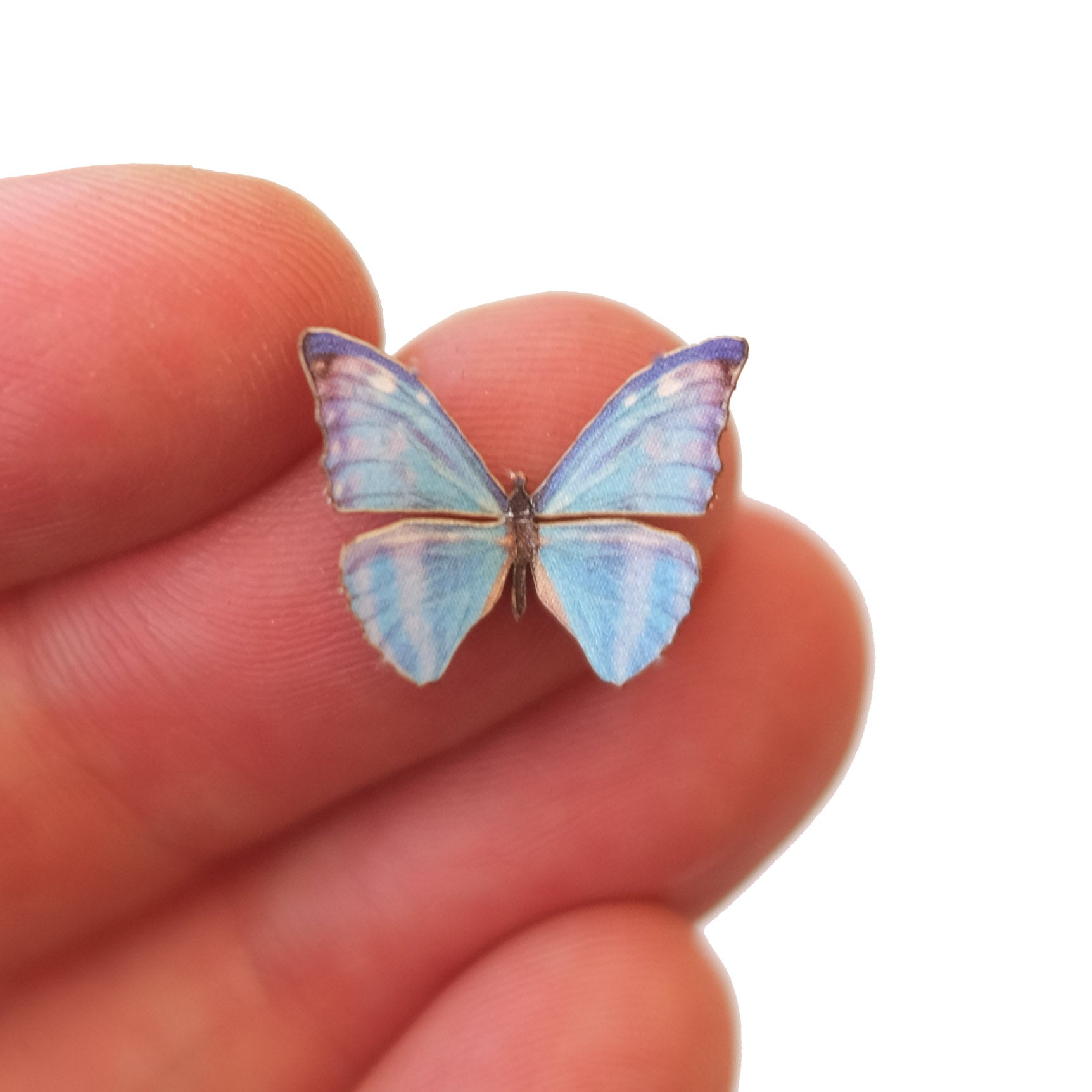 Morpho様 Micro Zephyrites Morpho' Butterfly - Moth & Myth