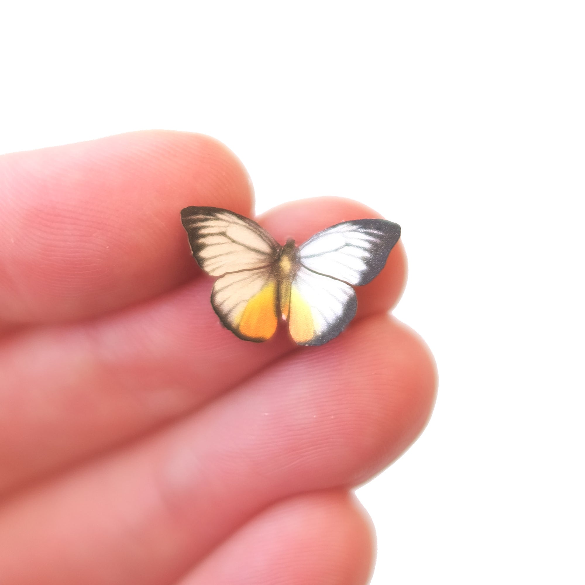 'Micro Orange Gull' Butterfly