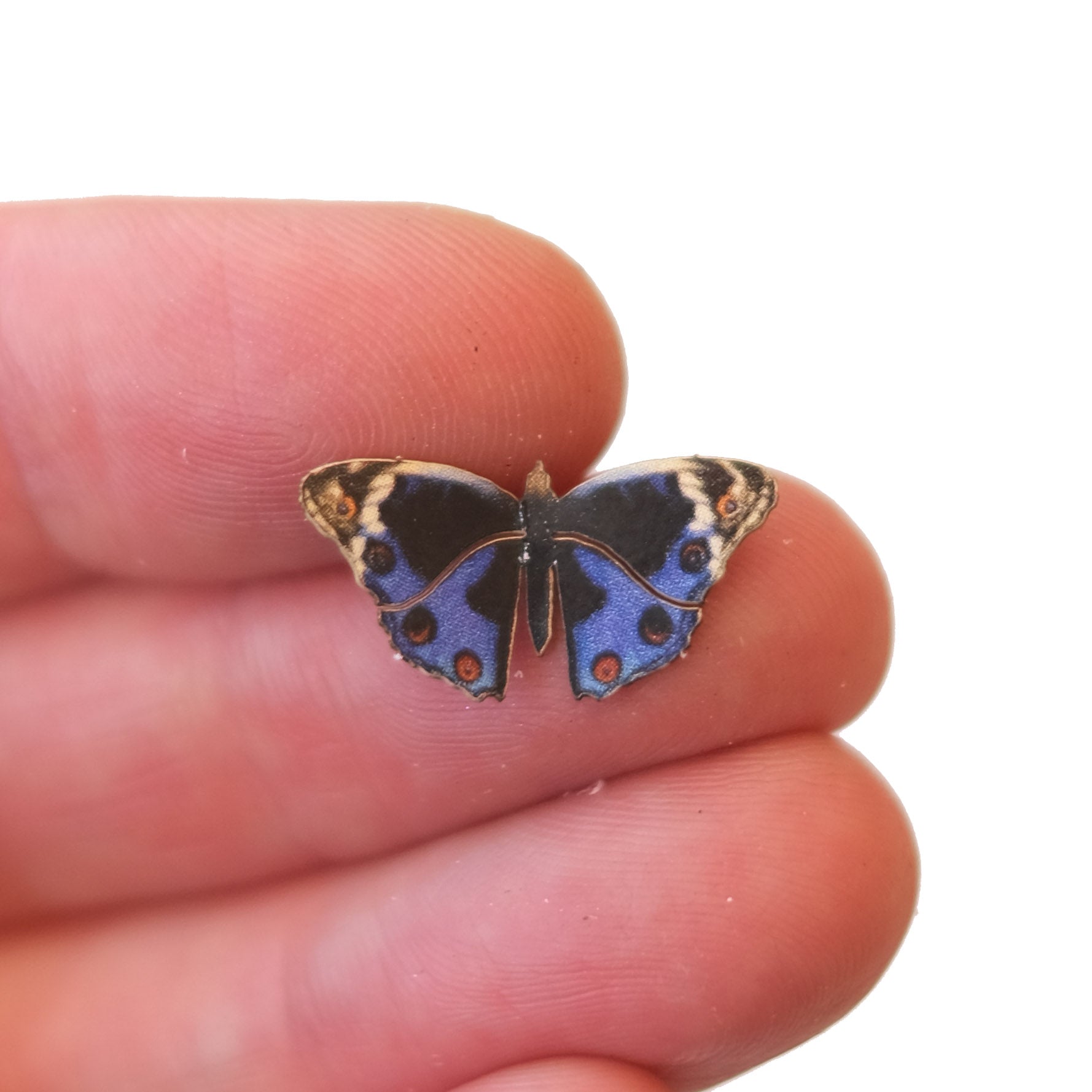 'Micro Blue Pansy' Butterfly