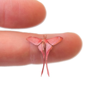 'Micro Pink Silk' Moth