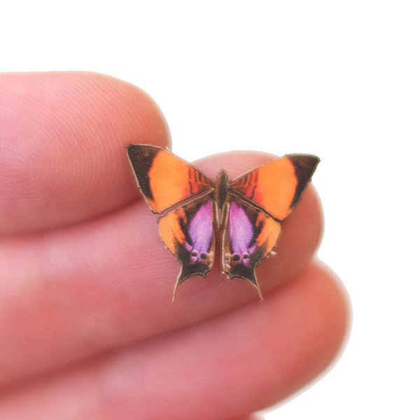 Micro Purple-Stained Daggerwing' Butterfly - Moth & Myth