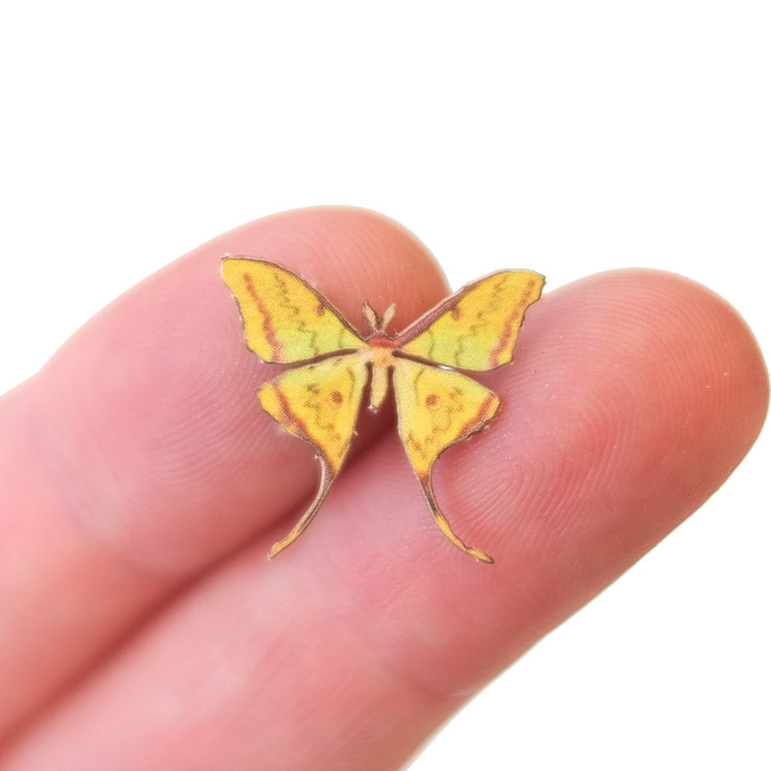 'Micro South China Moon' Moth