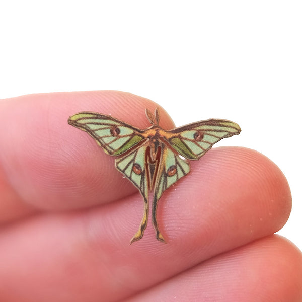 Micro Spanish Moon' Moth - Moth & Myth