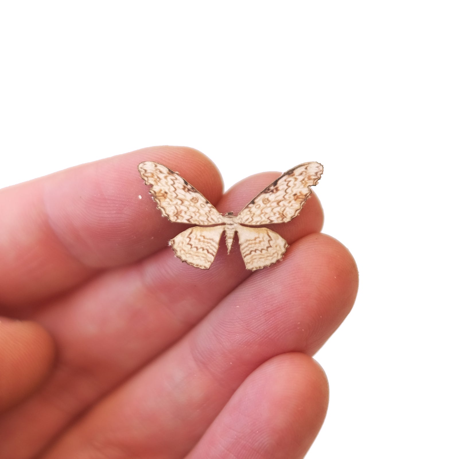 'Micro White Witch' Moth