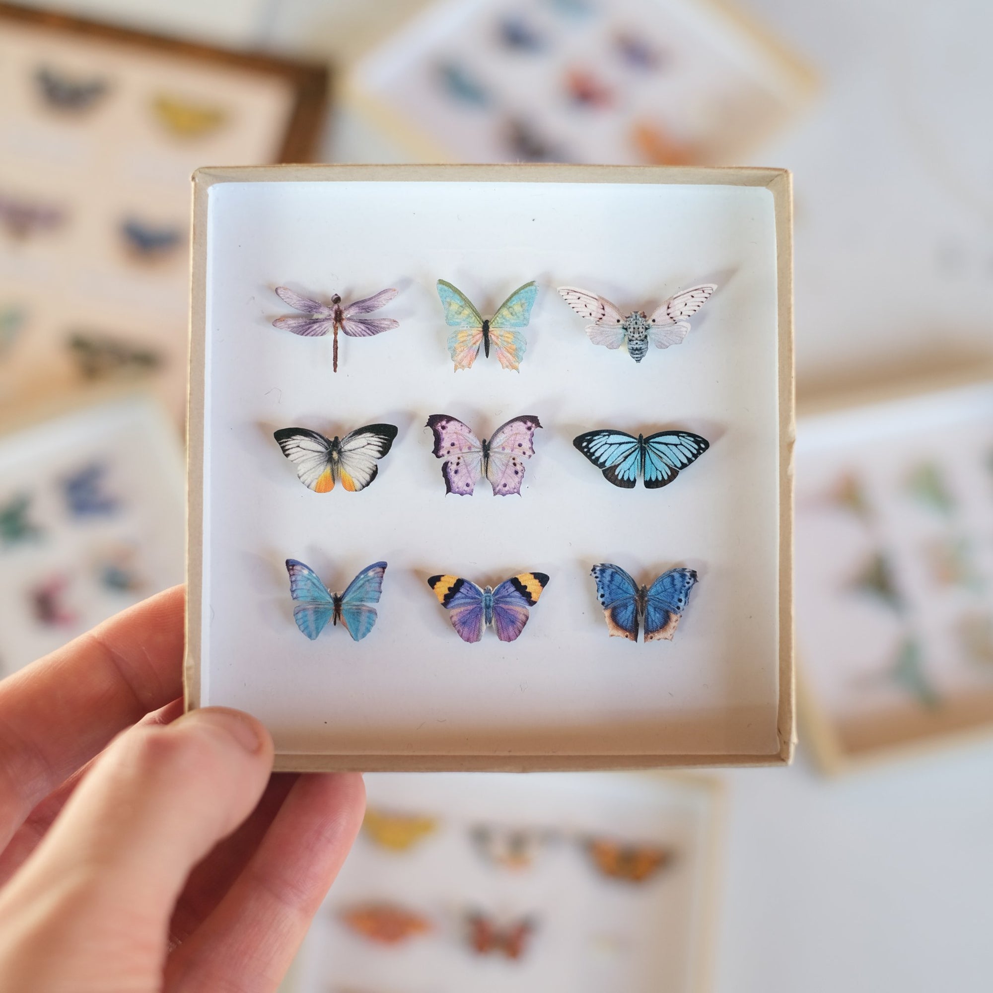 'Crocus' Micro Moth & Butterfly Collection Artist Wholesale
