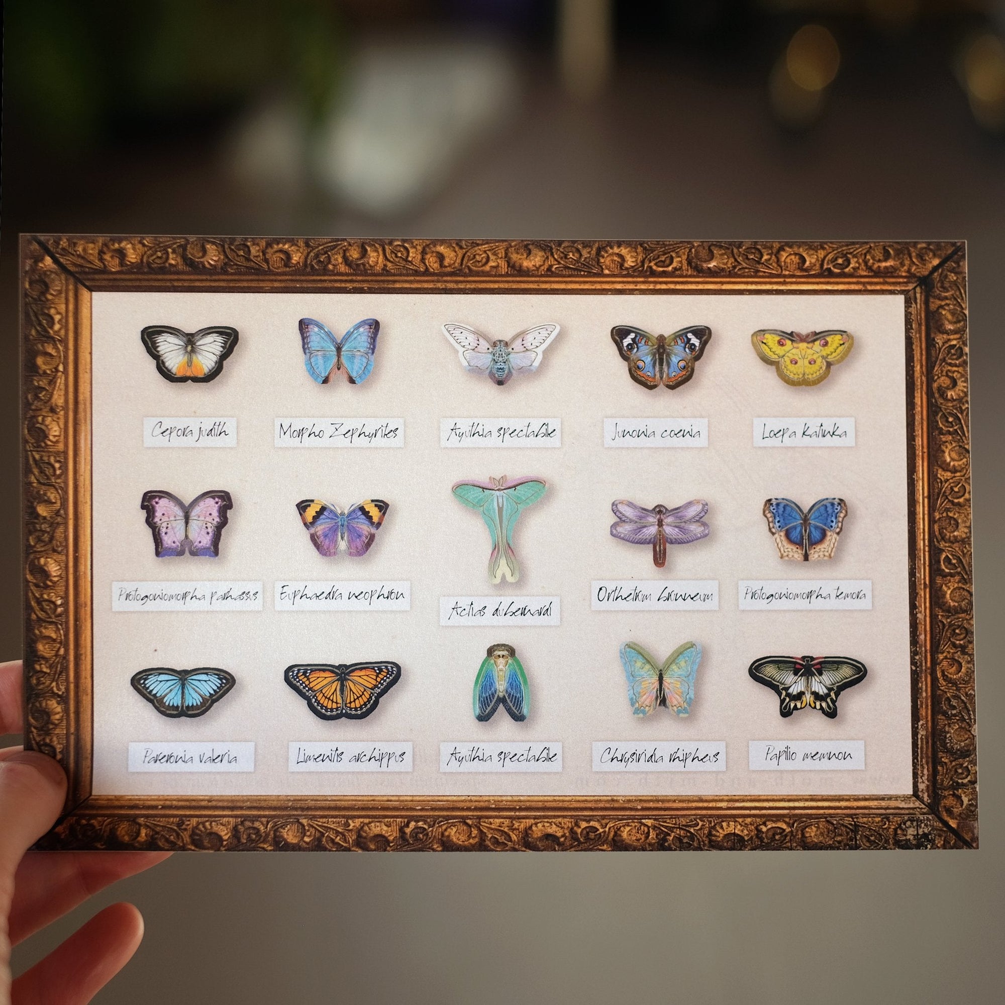 'Crocus' Micro Moth & Butterfly Collection Reseller Wholesale