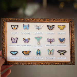 'Crocus' Micro Moth & Butterfly Collection Artist Wholesale
