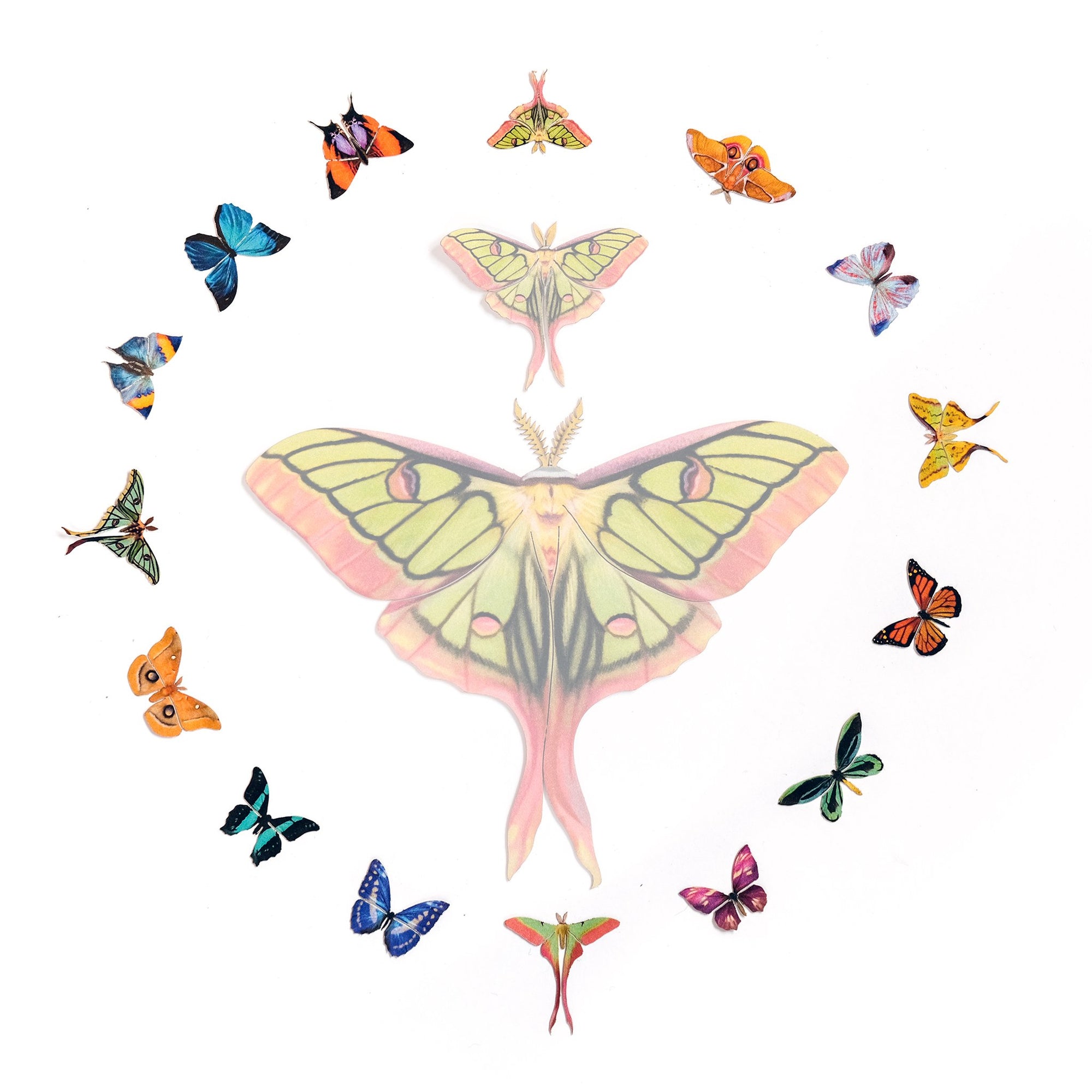 ’Tulip' Micro Moth & Butterfly Collection - Artist Discount