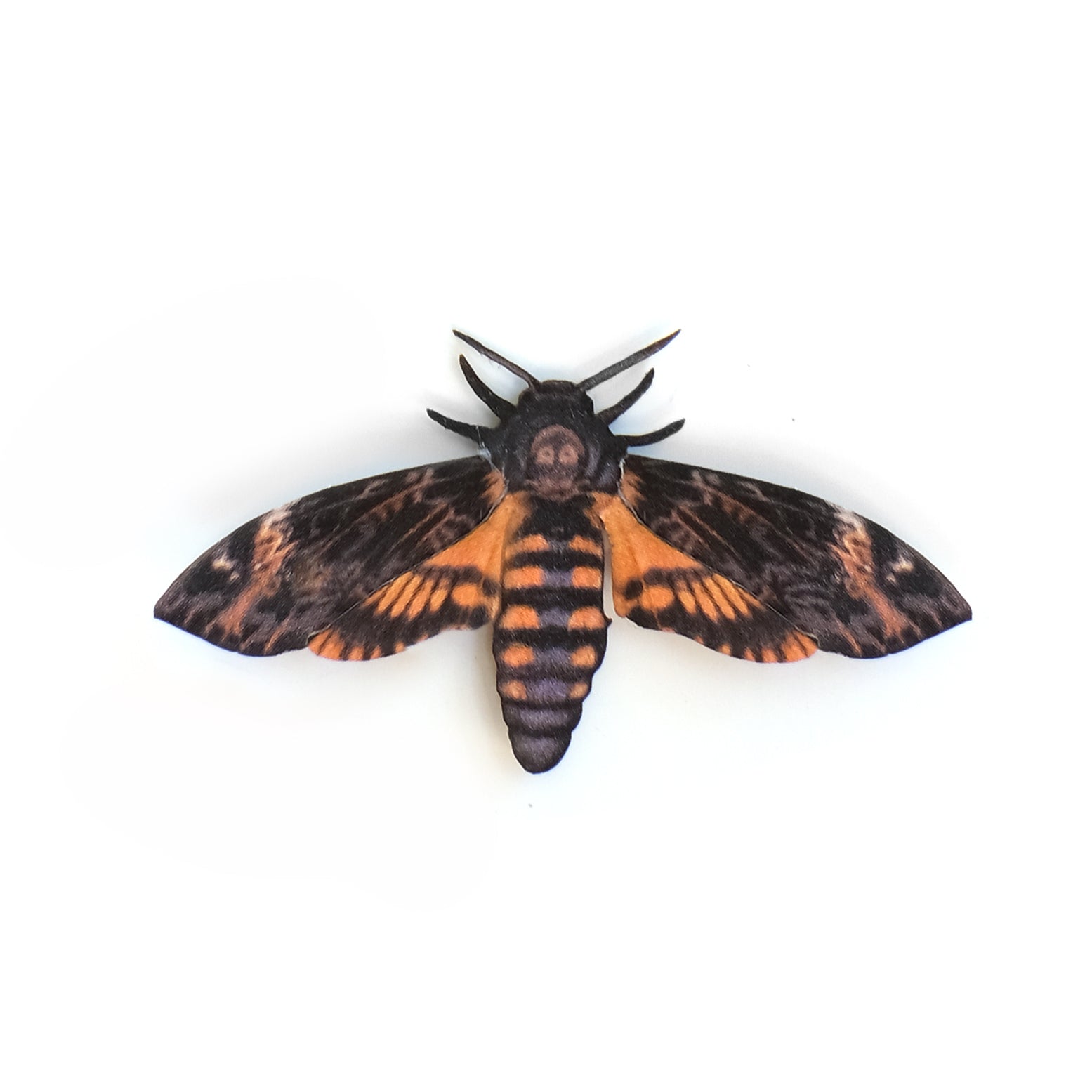 'Mini African Death's-Head' Hawkmoth