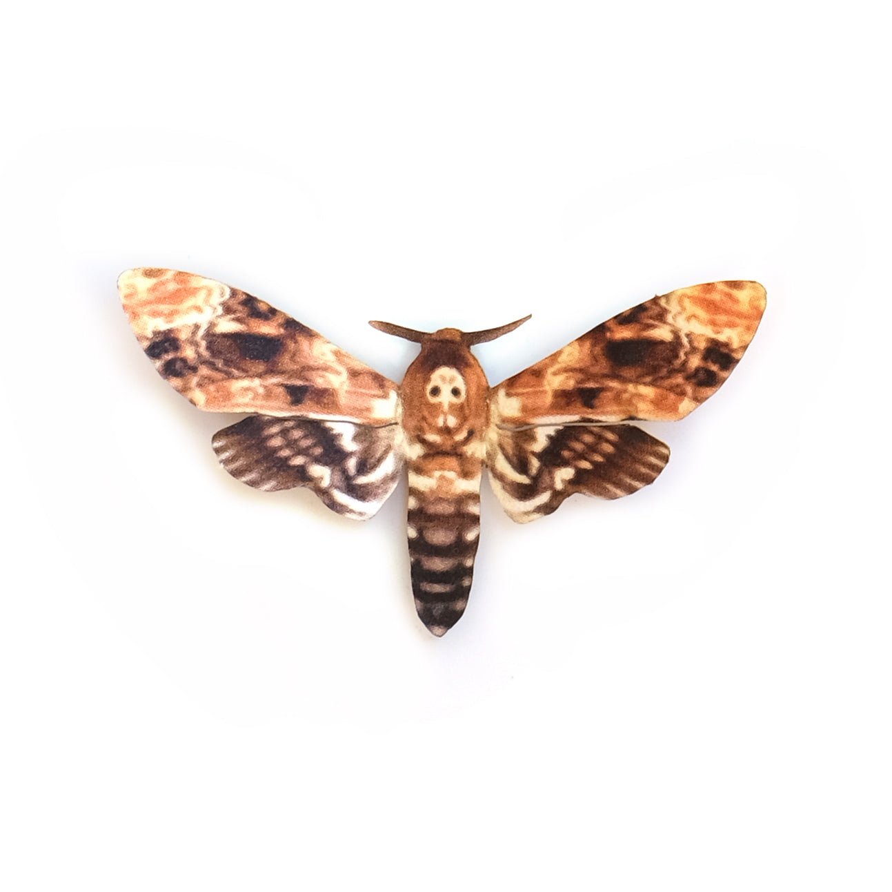 'Mini Bee Robber Death’s-Head' Hawkmoth
