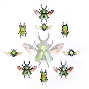 'Scuttle' Mini Beetle Set