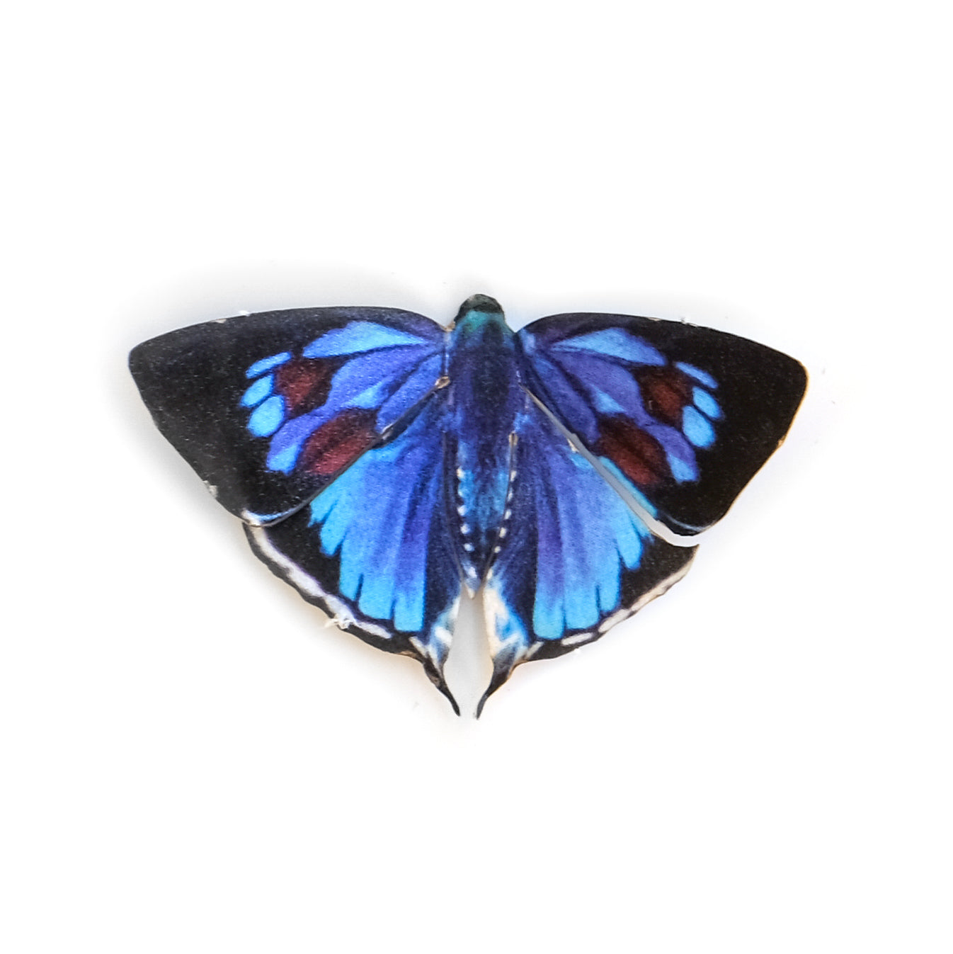 'Mini Bi-Spot Royal' Butterfly