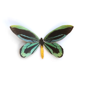'Mini Birdswing' Butterfly