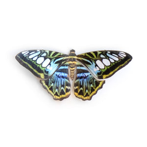 'Mini Blue Clipper' Butterfly