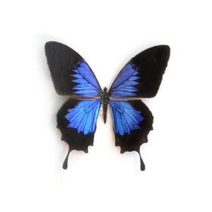 'Mini Blue Emperor' Butterfly