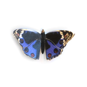 'Mini Blue Pansy' Butterfly