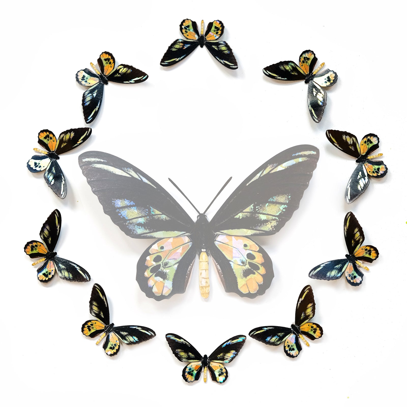 'Rothschild' Mini Butterfly Set