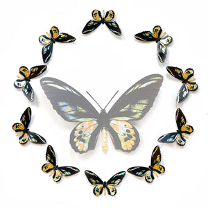 'Rothschild' Mini Butterfly Set Artist Wholesale