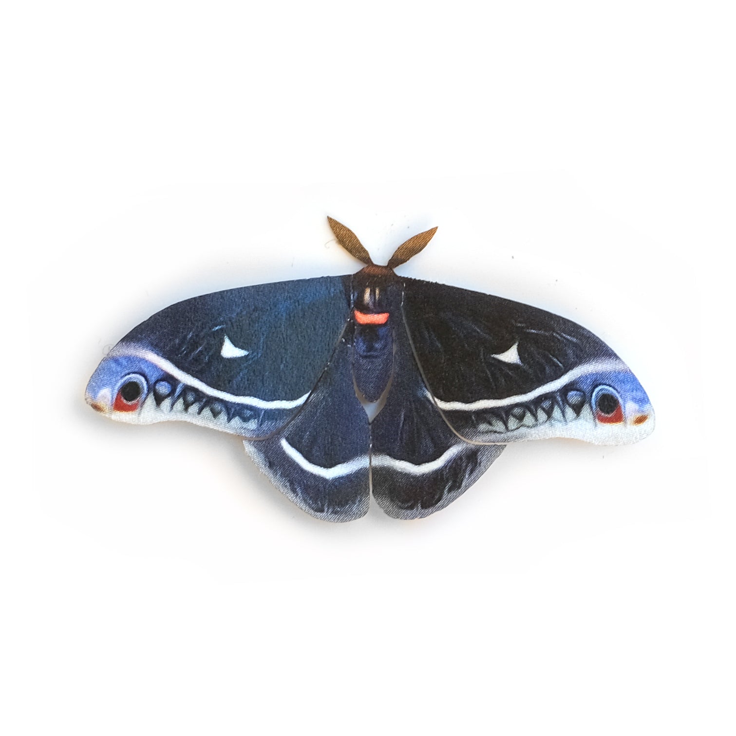 'Mini Calleta' Moth