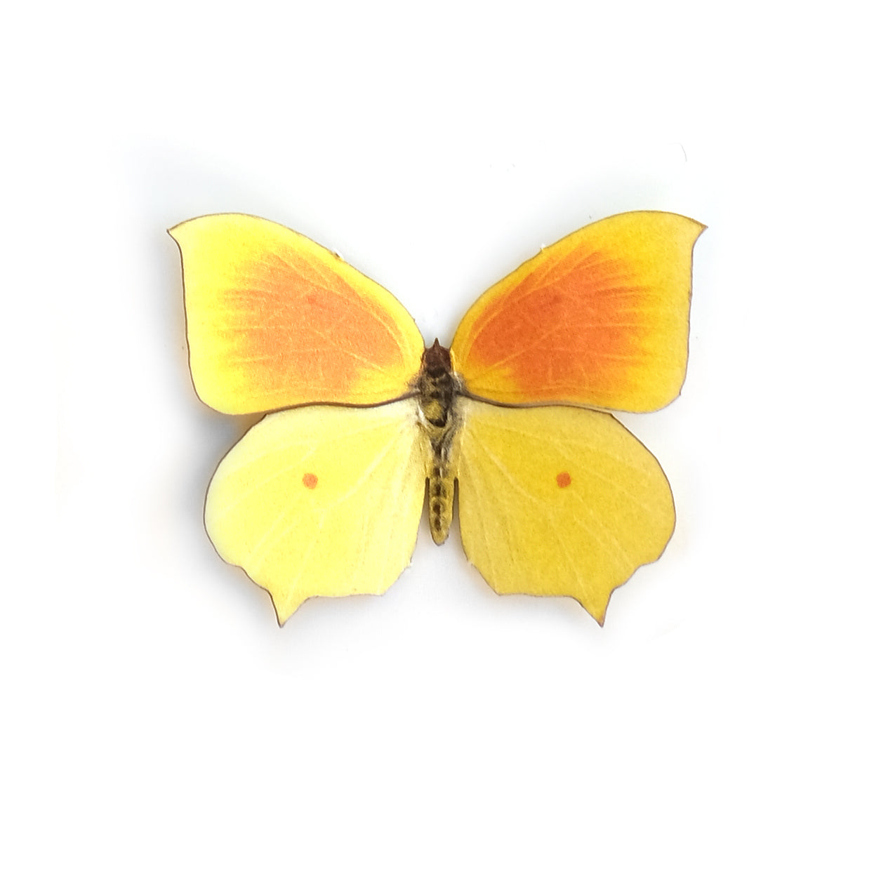 'Mini Cleopatra' Butterfly