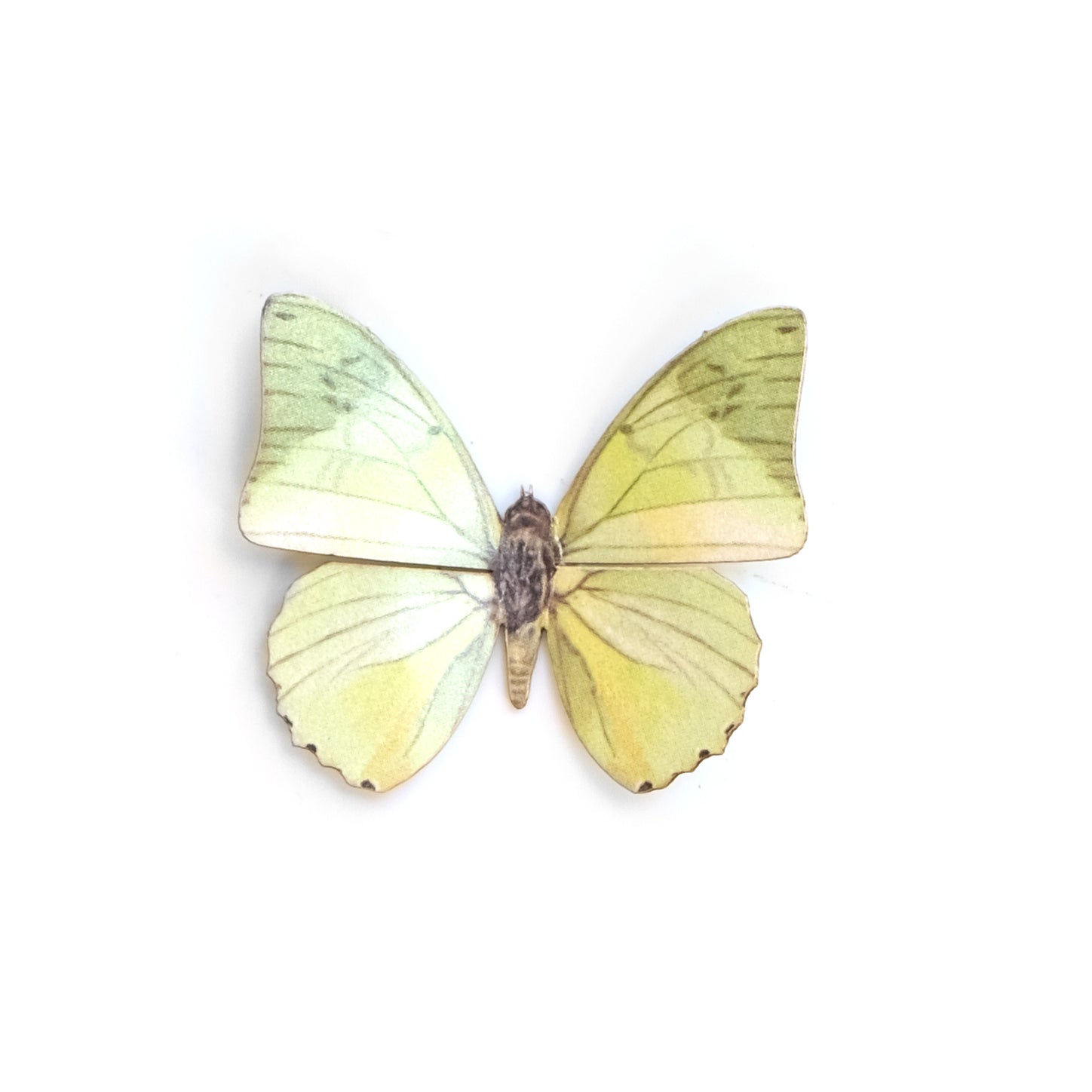 'Mini Common Green Charaxes'  Butterfly