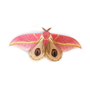 'Mini Dognin’s Pink Bullseye' Moth