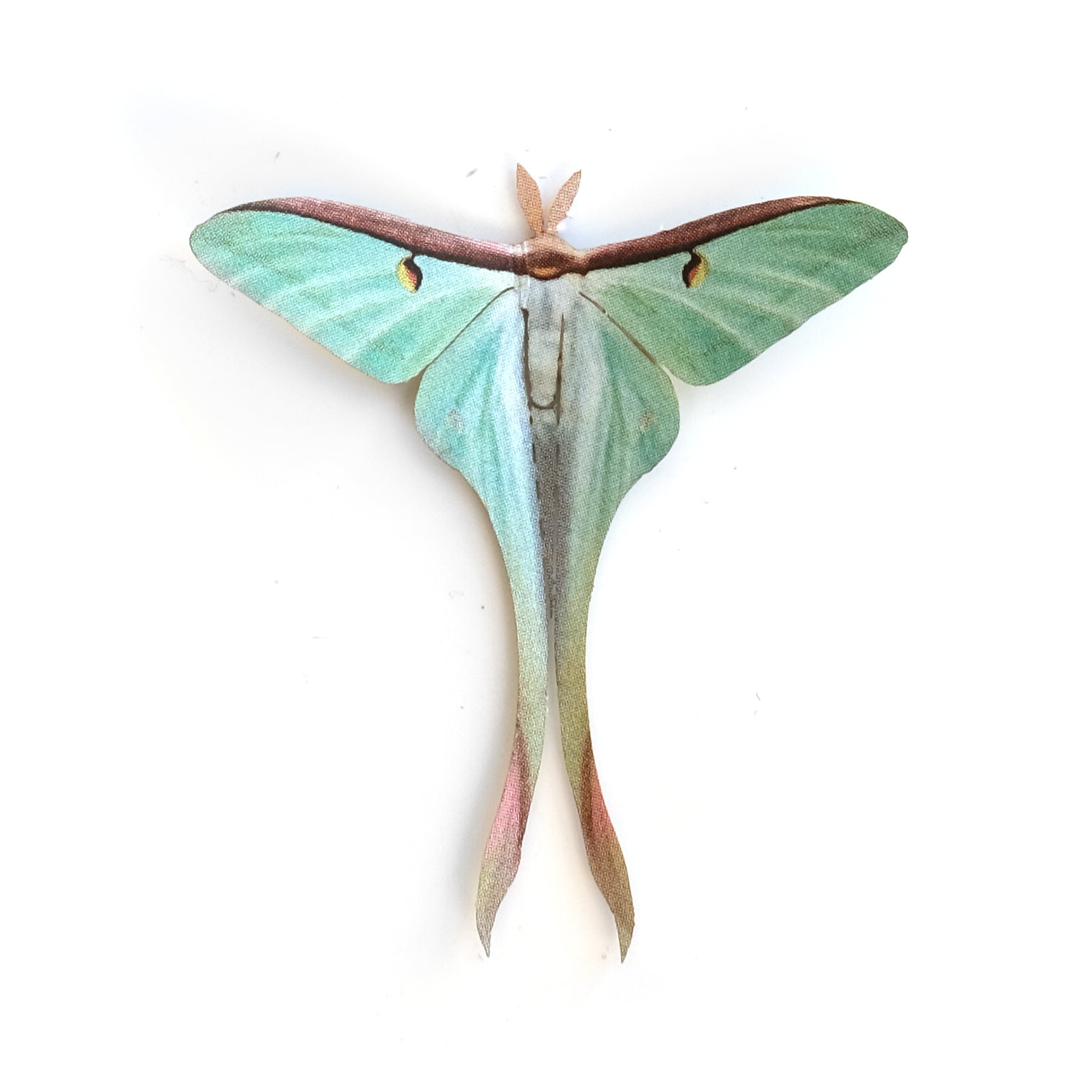 'Mini Female Chinese Moon' Moth