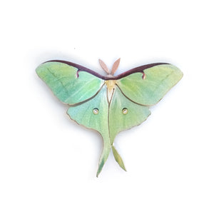 'Mini Female Luna' Moth