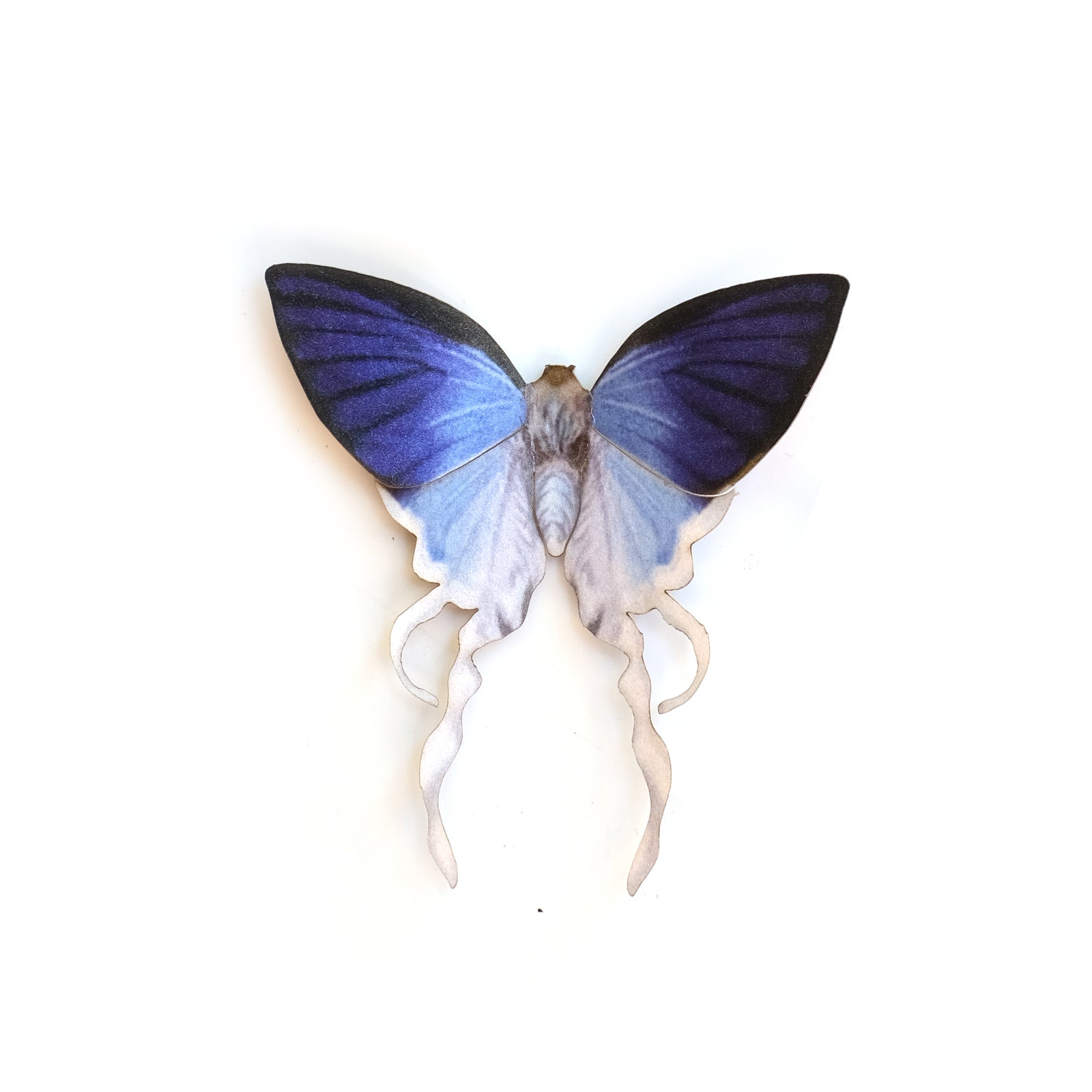 'Mini Fluffy Tit' Butterfly