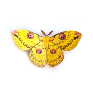 'Mini Golden Emperor' Moth