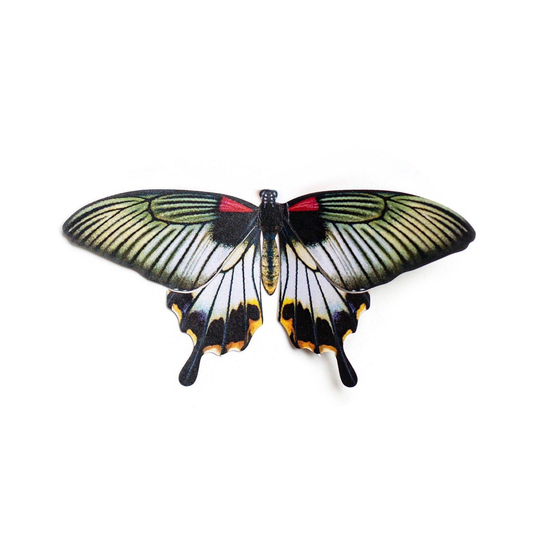 'Mini Great Mormon' Butterfly