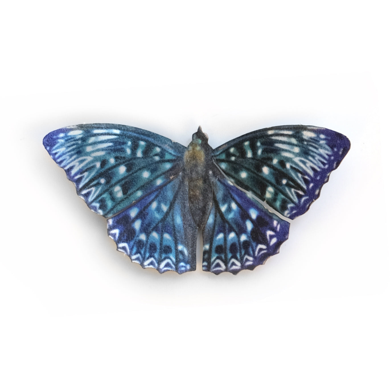 'Mini Himalayan Constable' Butterfly