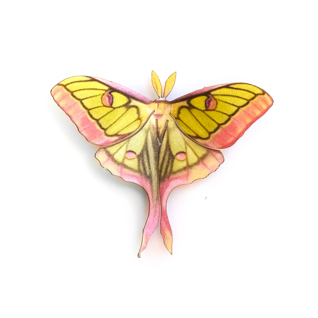 'Mini Hybrid Luna' Moth