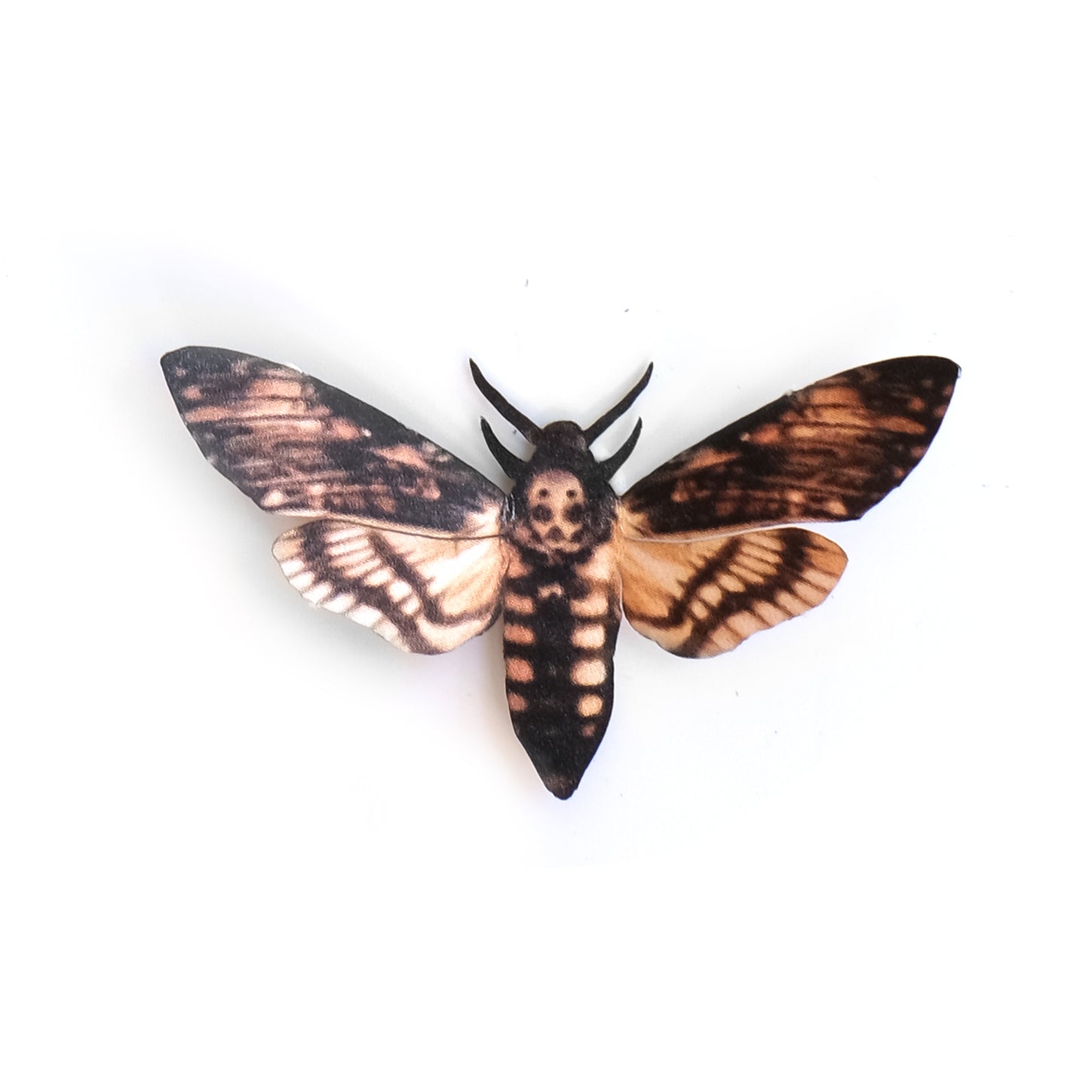 'Mini Lesser Death's-Head' Hawkmoth