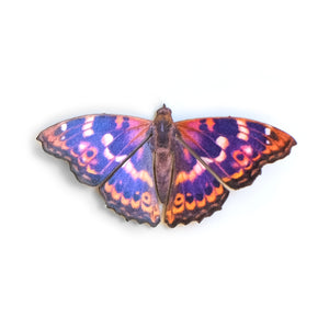 'Mini Lesser Purple Emperor' Butterfly
