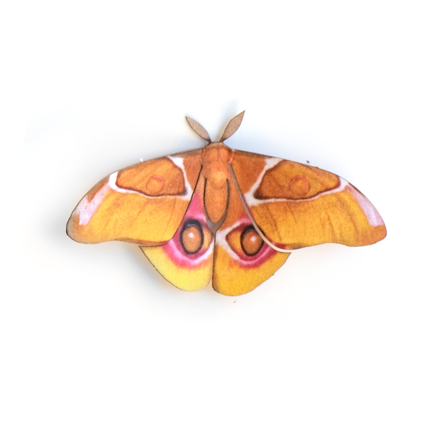 'Mini Madagascan-Bullseye' Silk Moth