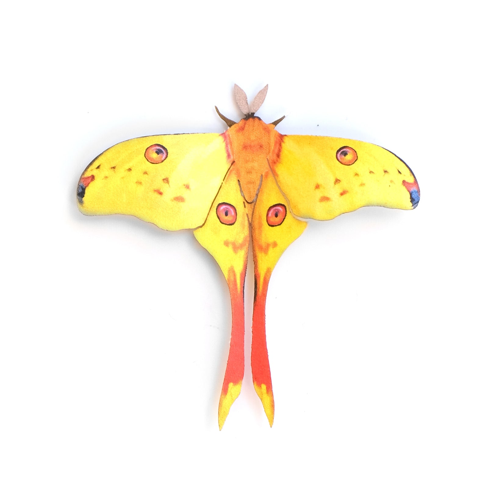 'Mini Madagascan Comet' Moth