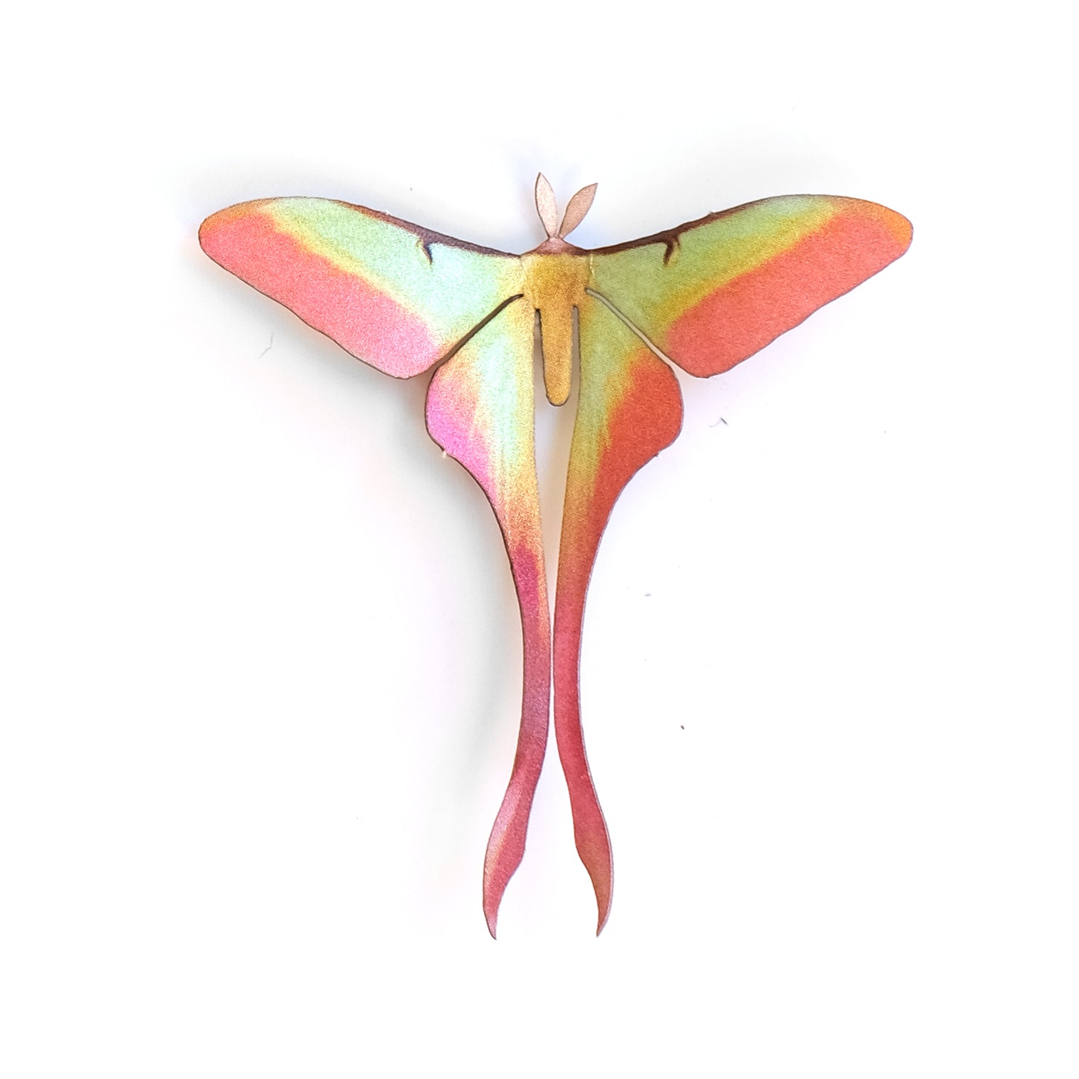 'Mini Male Chinese Moon' Moth
