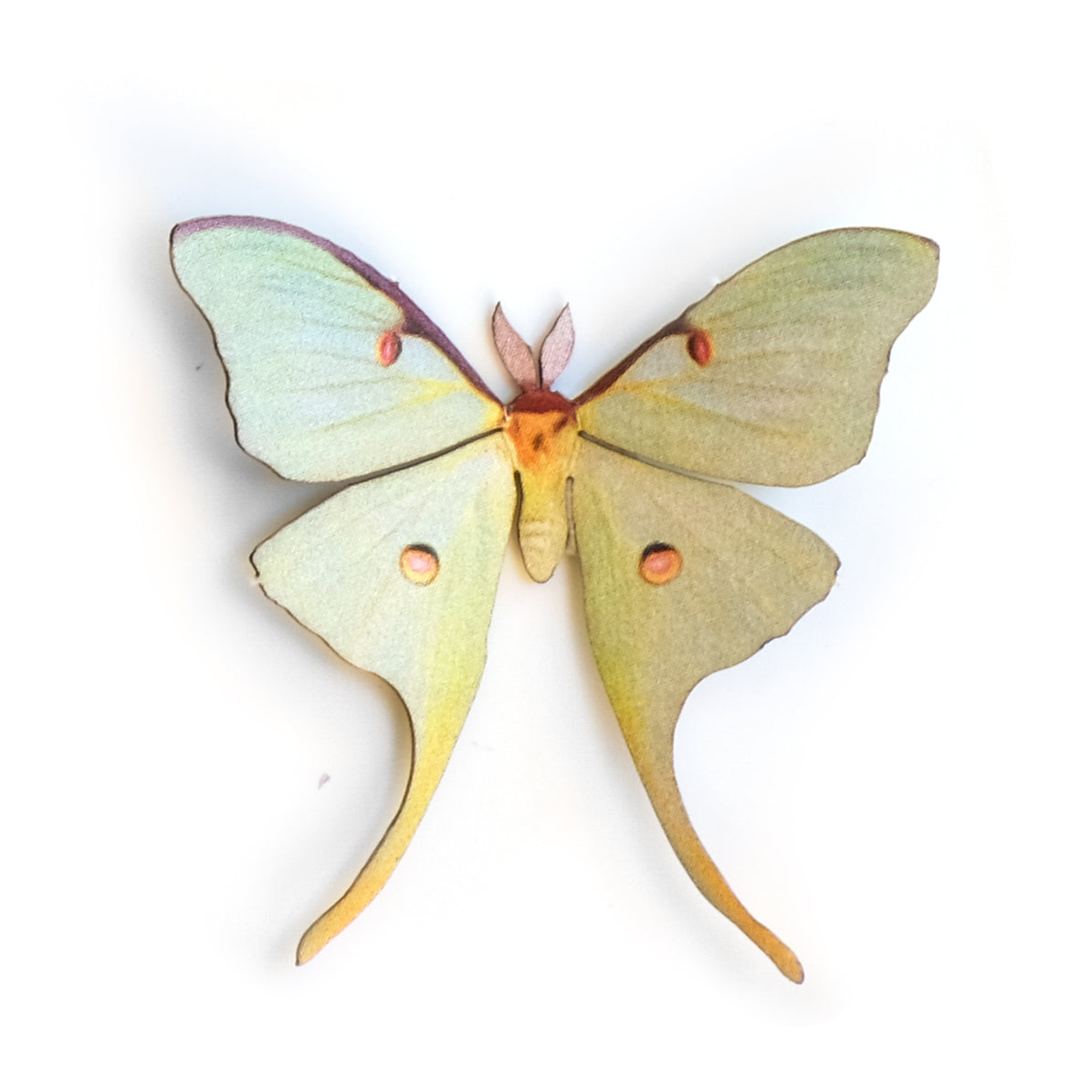 'Mini Male Luna' Moth
