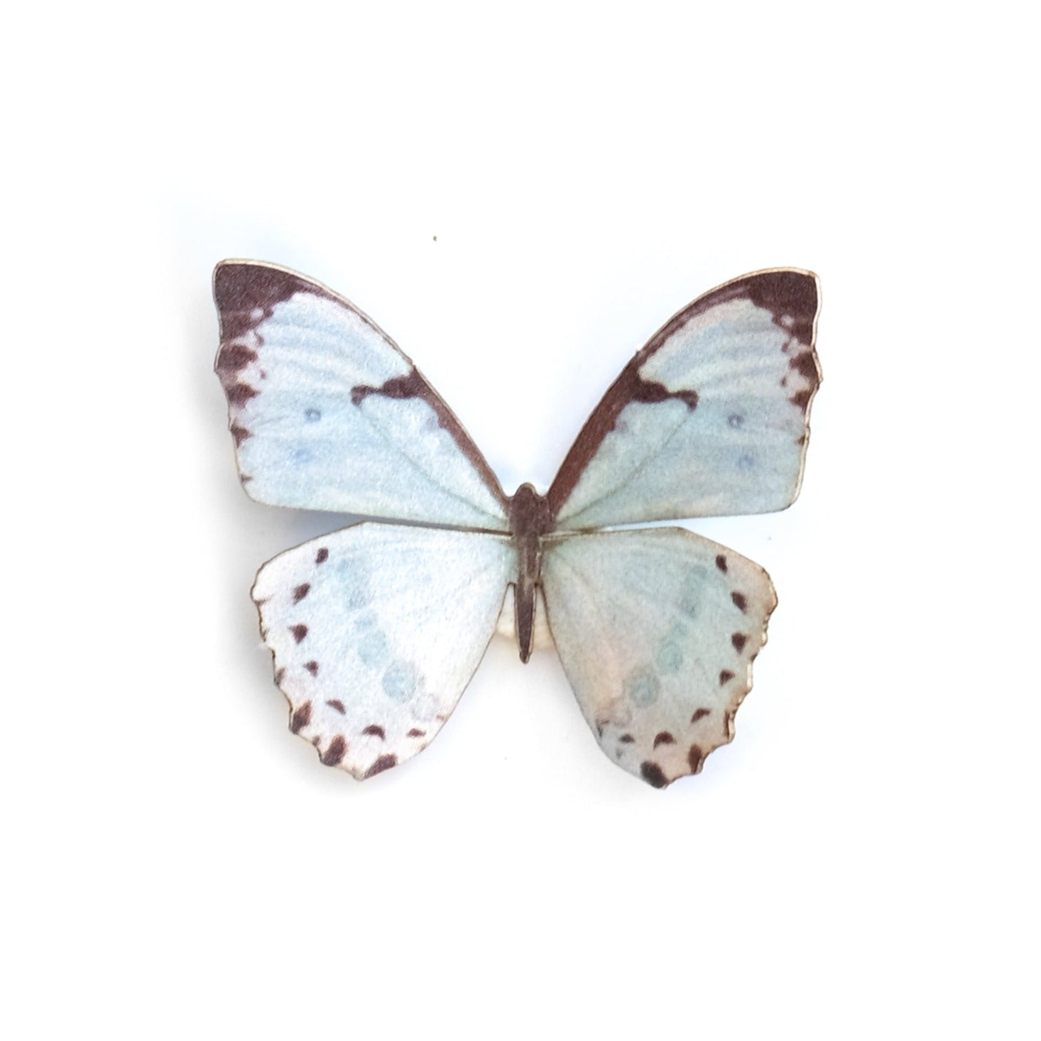 'Mini Mint Morpho' Butterfly