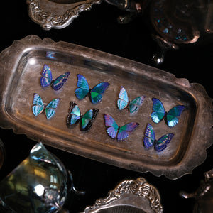 'Cobalt' Mini Moprho Butterfly Set