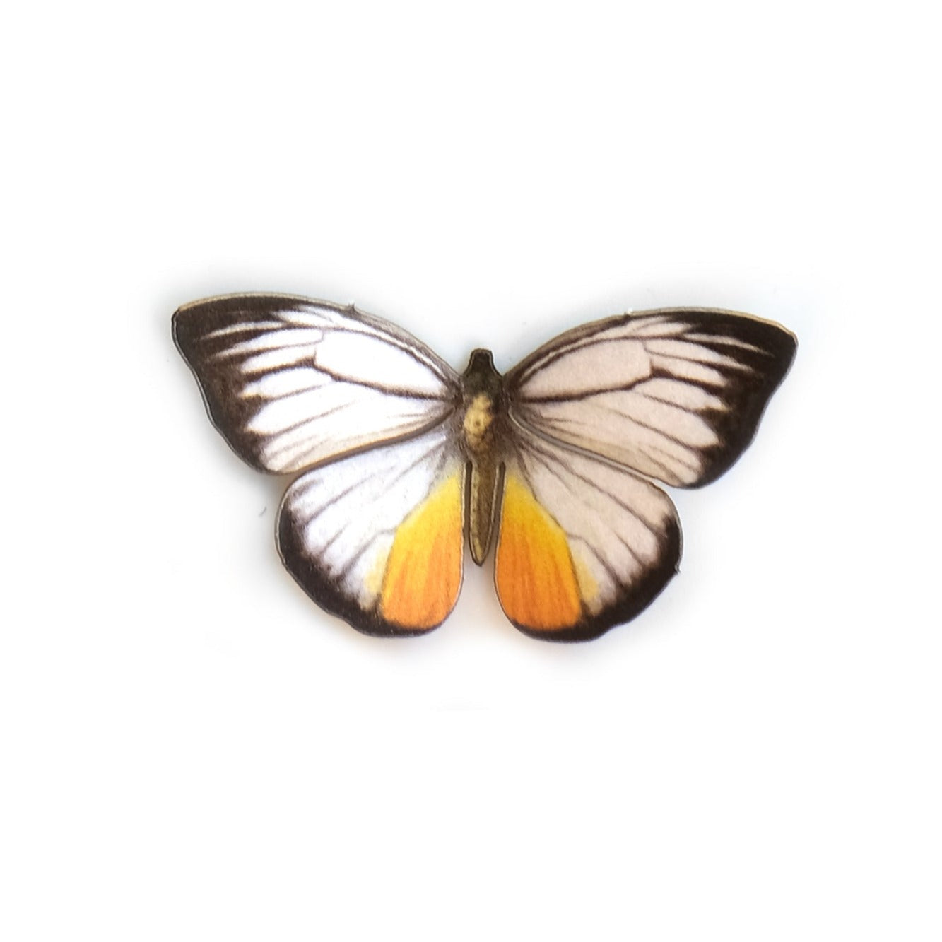 'Mini Orange Gull' Butterfly