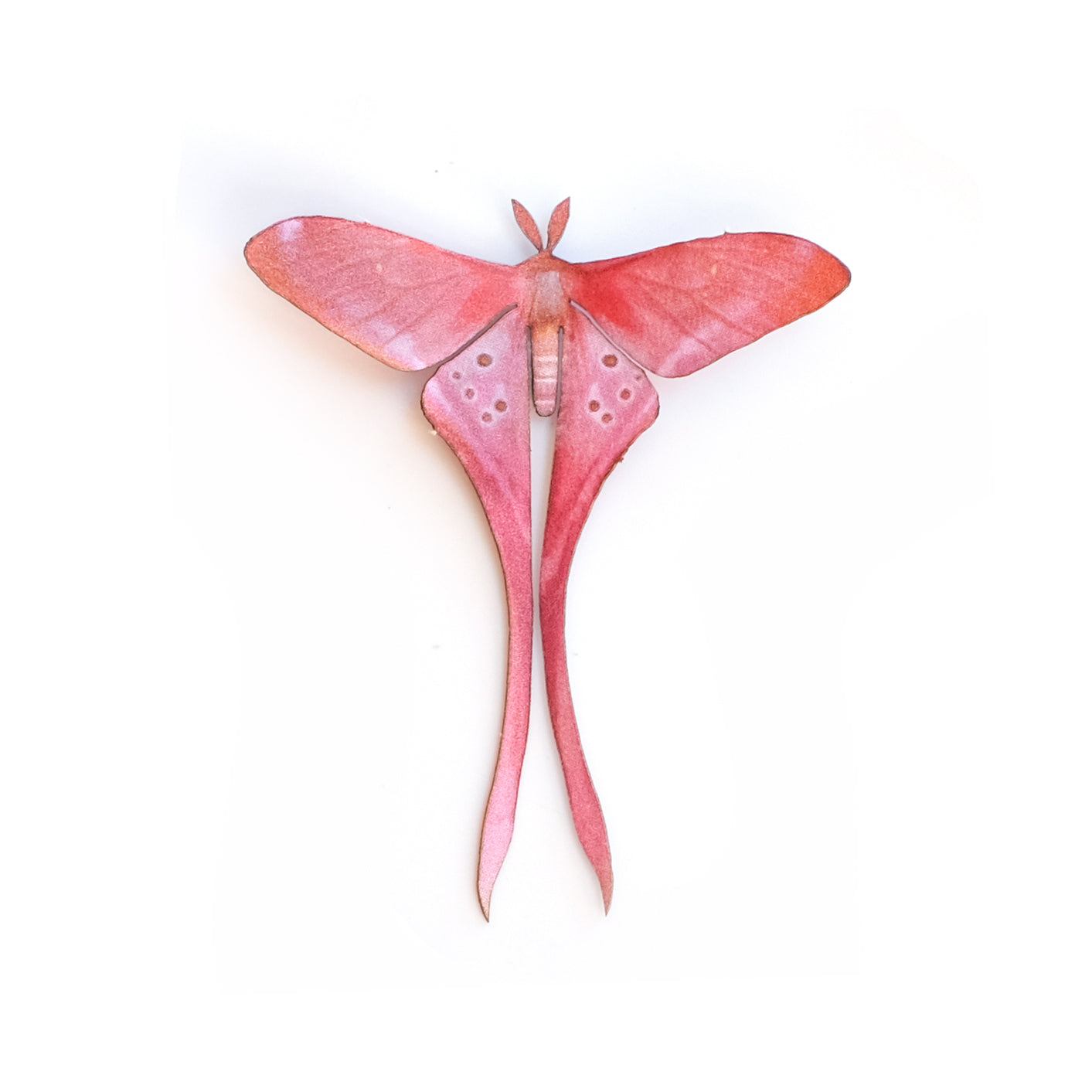 Moth Rigel Silk Moth